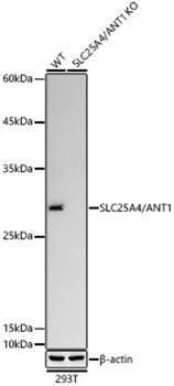 <b>Genetic Strategies Validation. </b>Western Blot: Adenine Nucleotide Translocase 1 Antibody (1U7X1) [NBP3-33484] - Western Blot analysis of lysates from wild type (WT) and Adenine Nucleotide Translocase 1 knockout (KO) 293T cells using [KO Validated] Adenine Nucleotide Translocase 1 Rabbit mAb at 1:1000 dilution. Secondary antibody:HRP Goat Anti-Rabbit IgG (H+L) at 1:10000 dilution.Lysates/proteins: 30 ug per lane.Blocking buffer: 3% nonfat dry milk in TBST.Detection: ECL Basic Kit.Exposure time: 60s.