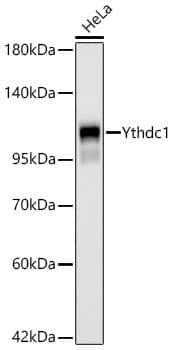 Western Blot: YTHDC1 Antibody (3K8D1) [NBP3-33486] - Western Blot analysis of lysates from HeLa cells using [KO Validated] YTHDC1 Rabbit mAb at 1:1000 dilution incubated overnight at 4C.Secondary antibody: HRP-conjugated Goat anti-Rabbit IgG (H+L) at 1:10000 dilution.Lysates/proteins: 25 ug per lane.Blocking buffer: 3% nonfat dry milk in TBST.Detection: ECL Basic Kit.Exposure time: 45s.