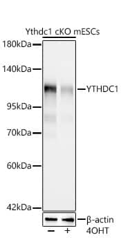 Western Blot: YTHDC1 Antibody (3K8D1) [NBP3-33486] - Western Blot analysis of lysates from YTHDC1-cKO mouse ES cells, using [KO Validated] YTHDC1 Rabbit mAb at 1:1000 dilution incubated overnight at 4C. YTHDC1-cKO mouse ES cells were treated by 4OHT. Secondary antibody: HRP-conjugated Goat anti-Rabbit IgG (H+L) at 1:10000 dilution.Lysates/proteins: 25 ug per lane.Blocking buffer: 3% nonfat dry milk in TBST.Detection: ECL Basic Kit.Exposure time: 45s.