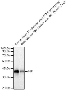 Western Blot: Monkeypox Virus B6R Antibody (6U0B7) [NBP3-33487] - Western Blot analysis of recombinant Monkeypox virus Monkeypox Virus B6R Protein using Monkeypox Virus B6R Rabbit mAb at 1:2000 dilution incubated overnight at 4C.Secondary antibody: HRP-conjugated Goat anti-Rabbit IgG (H+L) at 1:10000 dilution. Lysates/proteins: 1-5ng per lane.Blocking buffer: 3% nonfat dry milk in TBST.Detection: ECL Basic KitExposure time: 5 s.
