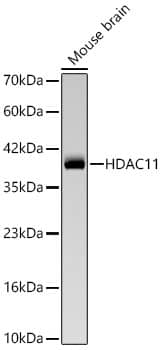 Western Blot: HDAC11 Antibody (9I4N2) [NBP3-33489] - Western Blot analysis of lysates from Mouse brain using HDAC11 Rabbit mAb at 1:1000 dilution incubated at room temperature for 1.5 hours.Secondary antibody: HRP-conjugated Goat anti-Rabbit IgG (H+L) at 1:10000 dilution.Lysates/proteins: 25 ug per lane.Blocking buffer: 3% nonfat dry milk in TBST.Detection: ECL Basic Kit.Exposure time: 60s.