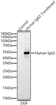 Western Blot: IgG2 Fc Antibody (3E5V6) [NBP3-33491] - Western Blot analysis of lysates from wild type (WT) and 293F cells transfected with Human IgG2 using Rabbit Anti-Human IgG2 (Fc) mAb at 1:1000 dilution incubated overnight at 4C.Secondary antibody: HRP-conjugated Goat anti-Rabbit IgG (H+L) at 1:10000 dilution.Lysates/proteins: 20 ug per lane.Blocking buffer: 3% nonfat dry milk in TBST.Detection: ECL Basic Kit.Exposure time: 30s.