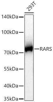 Western Blot: Arginyl tRNA synthetase Antibody (4Y1H4) [NBP3-33518] - Western Blot analysis of lysates from 293T cells using Arginyl tRNA synthetase Rabbit mAb at 1:1000 dilution incubated overnight at 4C.Secondary antibody: HRP-conjugated Goat anti-Rabbit IgG (H+L) at 1:10000 dilution.Lysates/proteins: 25 ug per lane.Blocking buffer: 3% nonfat dry milk in TBST.Detection: ECL Basic Kit.Exposure time: 1s.