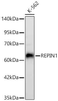 Western Blot: REPIN1 Antibody (2X2E9) [NBP3-33519] - Western Blot analysis of lysates from K-562 cells using REPIN1 Rabbit mAb at 1:40000 dilution incubated overnight at 4C.Secondary antibody: HRP-conjugated Goat anti-Rabbit IgG (H+L) at 1:10000 dilution.Lysates/proteins: 25 ug per lane.Blocking buffer: 3% nonfat dry milk in TBST.Detection: ECL Basic Kit.Exposure time: 45s.