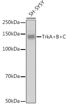 Western Blot: Trk (pan) Antibody (8A7M10) [NBP3-33525] - Western blot analysis of lysates from SH-SY5Y cells, using Trk (pan) Rabbit mAb at 1:1000 dilution.Secondary antibody: HRP-conjugated Goat anti-Rabbit IgG (H+L) at 1:10000 dilution.Lysates/proteins: 25ug per lane.Blocking buffer: 3% nonfat dry milk in TBST.Detection: ECL Basic Kit.Exposure time: 180s.