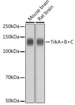 Western Blot: Trk (pan) Antibody (8A7M10) [NBP3-33525] - Western blot analysis of various lysates using Trk (pan) Rabbit mAb at 1:1000 dilution.Secondary antibody: HRP-conjugated Goat anti-Rabbit IgG (H+L) at 1:10000 dilution.Lysates/proteins: 25ug per lane.Blocking buffer: 3% nonfat dry milk in TBST.Detection: ECL Basic Kit.Exposure time: 1s.