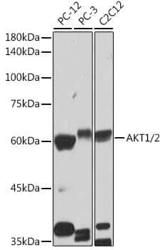 Western Blot: AKT1/2 Antibody (1G0K5) [NBP3-33526] - Western blot analysis of various lysates using AKT1/2 Rabbit mAb at 1:1000 dilution.Secondary antibody: HRP-conjugated Goat anti-Rabbit IgG (H+L) at 1:10000 dilution.Lysates/proteins: 25ug per lane.Blocking buffer: 3% nonfat dry milk in TBST.Detection: ECL Basic Kit.Exposure time: 30s.