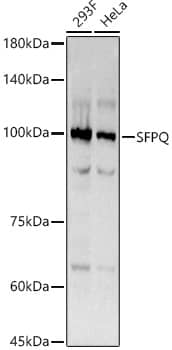 Western Blot: SFPQ Antibody (8Y5S6) [NBP3-33527] - Western blot analysis of various lysates using SFPQ Rabbit mAb at  1:200 dilution.Secondary antibody: HRP-conjugated Goat anti-Rabbit IgG (H+L) at 1:10000 dilution.Lysates/proteins: 25ug per lane.Blocking buffer: 3% nonfat dry milk in TBST.Detection: ECL Basic Kit.Exposure time: 3s.