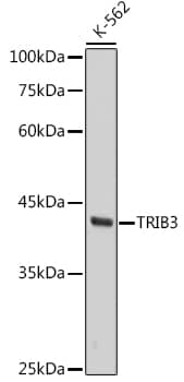 Western Blot: TRIB3 Antibody (3P4O1) [NBP3-33528] - Western blot analysis of lysates from K-562 cells, using TRIB3 Rabbit mAb at 1:1000 dilution.Secondary antibody: HRP-conjugated Goat anti-Rabbit IgG (H+L) at 1:10000 dilution.Lysates/proteins: 25ug per lane.Blocking buffer: 3% nonfat dry milk in TBST.Detection: ECL Basic Kit.Exposure time: 10s.