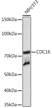 Western Blot CDC16 Antibody (7Y1Y10)