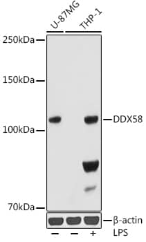 Western Blot: RIG-I Antibody (6K8P2) [NBP3-33530] - Western blot analysis of various lysates, using RIG-I Rabbit mAb at 1:1000 dilution. THP-1 cells were treated by LPS (1 ug/ml) at 37C for 8 hours.Secondary antibody: HRP-conjugated Goat anti-Rabbit IgG (H+L) at 1:10000 dilution.Lysates/proteins: 25ug per lane.Blocking buffer: 3% nonfat dry milk in TBST.Detection: ECL Basic Kit.Exposure time: 180s.