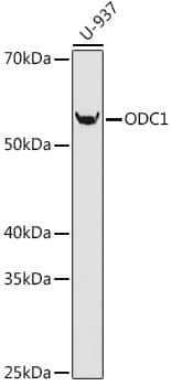 Western Blot: Ornithine Decarboxylase Antibody (5R7V10) [NBP3-33532] - Western blot analysis of lysates from U-937 cells, using Ornithine Decarboxylase Rabbit mAb at 1:1000 dilution.Secondary antibody: HRP-conjugated Goat anti-Rabbit IgG (H+L) at 1:10000 dilution.Lysates/proteins: 25ug per lane.Blocking buffer: 3% nonfat dry milk in TBST.Detection: ECL Basic Kit.Exposure time: 90s.