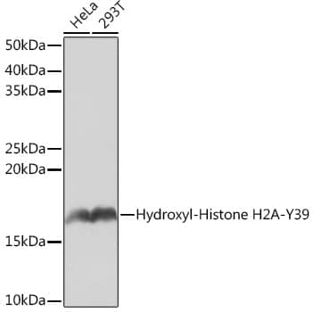 Western Blot Histone H2AE [Hydroxy Tyr39] Antibody (2J2Q7)