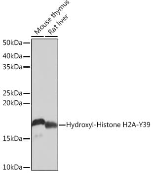 Western Blot Histone H2AE [Hydroxy Tyr39] Antibody (2J2Q7)