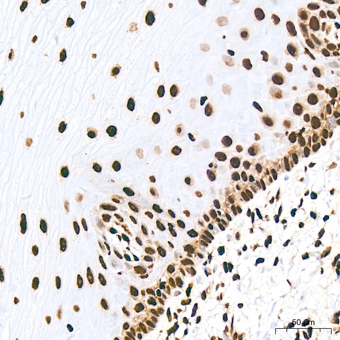 N/A Histone H2AE [Hydroxy Tyr39] Antibody (2J2Q7)