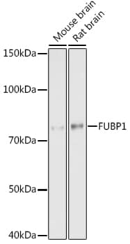 Western Blot: FUBP1 Antibody (1G6X5) [NBP3-33539] - Western blot analysis of various lysates using FUBP1 Rabbit mAb at 1:1000 dilution.Secondary antibody: HRP-conjugated Goat anti-Rabbit IgG (H+L) at 1:10000 dilution.Lysates/proteins: 25ug per lane.Blocking buffer: 3% nonfat dry milk in TBST.Detection: ECL Basic Kit.Exposure time: 30s.