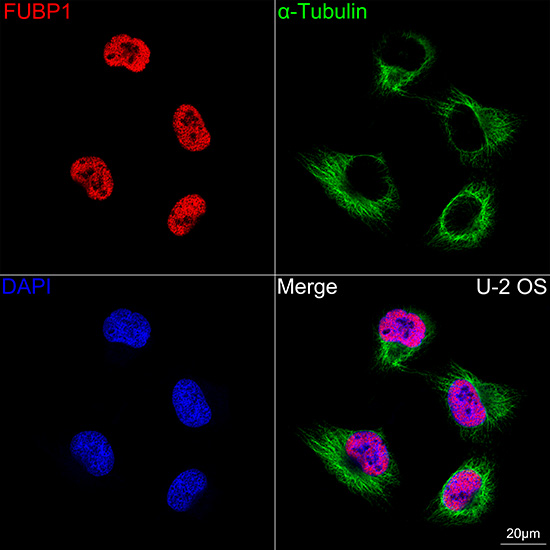 Immunocytochemistry/ Immunofluorescence: FUBP1 Antibody (1G6X5) [NBP3-33539] - Confocal imaging of U-2 OS cells using FUBP1 Rabbit mAb followed by a further incubation with Cy3 Goat Anti-Rabbit IgG (H+L) (Red). The cells were counterstained with alpha-Tubulin Mouse mAb followed by incubation with ABflo(R) 488-conjugated Goat Anti-Mouse IgG (H+L) Ab (Green). DAPI was used for nuclear staining (Blue). Objective: 100x.