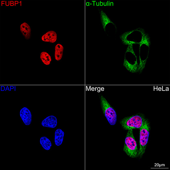 Immunocytochemistry/ Immunofluorescence: FUBP1 Antibody (1G6X5) [NBP3-33539] - Confocal imaging of HeLa cells using FUBP1 Rabbit mAb followed by a further incubation with Cy3 Goat Anti-Rabbit IgG (H+L) (Red). The cells were counterstained with alpha-Tubulin Mouse mAb followed by incubation with ABflo(R) 488-conjugated Goat Anti-Mouse IgG (H+L) Ab (Green). DAPI was used for nuclear staining (Blue). Objective: 100x.