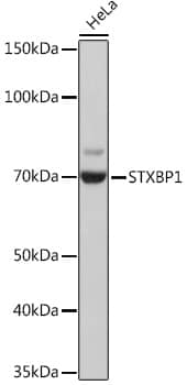 Western Blot: Syntaxin-BP1 Antibody (1N7U1) [NBP3-33541] - Western blot analysis of lysates from HeLa cells, using Syntaxin-BP1 Rabbit mAb at 1:1000 dilution.Secondary antibody: HRP-conjugated Goat anti-Rabbit IgG (H+L) at 1:10000 dilution.Lysates/proteins: 25ug per lane.Blocking buffer: 3% nonfat dry milk in TBST.Detection: ECL Basic Kit.Exposure time: 3s.