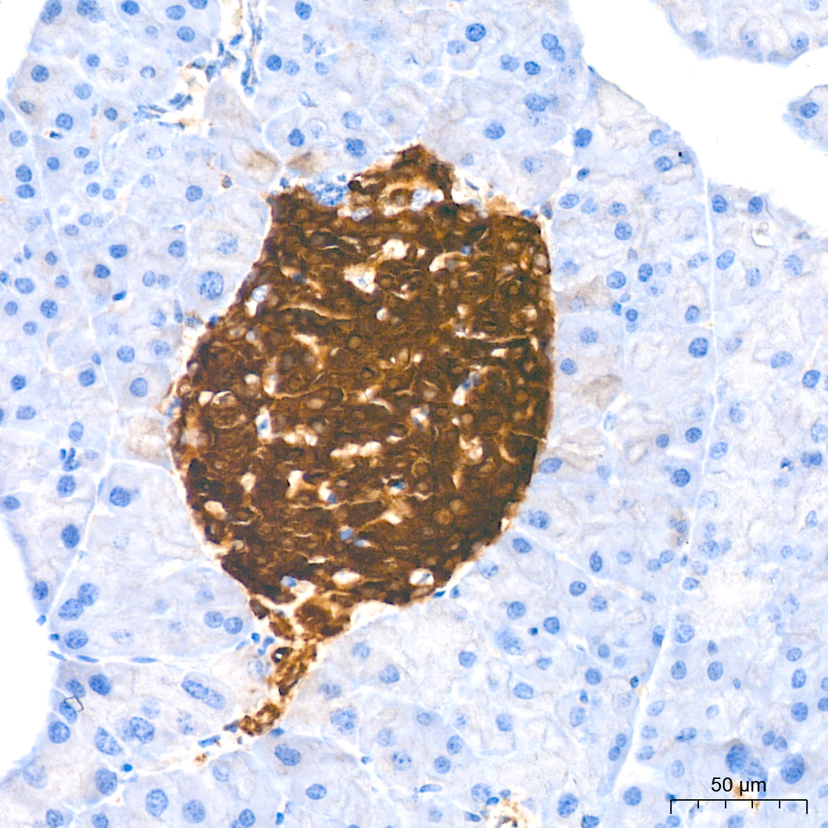 Immunohistochemistry: Syntaxin-BP1 Antibody (1N7U1) [NBP3-33541] - Immunohistochemistry analysis of Syntaxin-BP1 in paraffin-embedded mouse pancreas tissue using Syntaxin-BP1 Rabbit mAb at a dilution of 1:200 (40x lens).High pressure antigen retrieval was performed with 0.01 M citrate buffer (pH 6.0) prior to IHC staining.