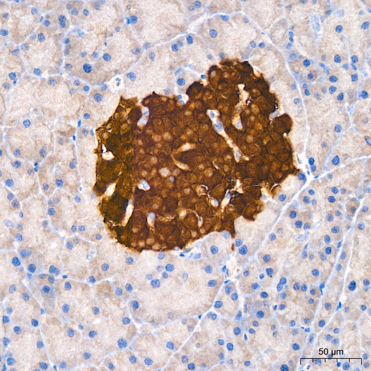 Immunohistochemistry: Syntaxin-BP1 Antibody (1N7U1) [NBP3-33541] - Immunohistochemistry analysis of Syntaxin-BP1 in paraffin-embedded rat pancreas tissue using Syntaxin-BP1 Rabbit mAb at a dilution of 1:200 (40x lens).High pressure antigen retrieval was performed with 0.01 M citrate buffer (pH 6.0) prior to IHC staining.