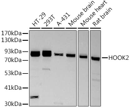 Western Blot: HOOK2 Antibody (8C9Q8) [NBP3-33543] - Western blot analysis of various lysates, using HOOK2at 1:500 dilution.Secondary antibody: HRP-conjugated Goat anti-Rabbit IgG (H+L) at 1:10000 dilution.Lysates/proteins: 25ug per lane.Blocking buffer: 3% nonfat dry milk in TBST.Detection: ECL Basic Kit.Exposure time: 3s.