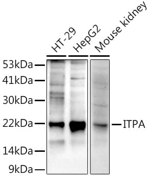 Western Blot: ITPA Antibody (2O6K5) [NBP3-33545] - Western blot analysis of various lysates using  at 1:1000 dilution.Secondary antibody: HRP-conjugated Goat anti-Rabbit IgG (H+L) at 1:10000 dilution.Lysates/proteins: 25μg per lane.Blocking buffer: 3% nonfat dry milk in TBST.Detection: ECL Enhanced Kit.Exposure time: 180s.