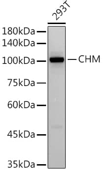 Western Blot: CHM Antibody (2F7W2) [NBP3-33547] - Western blot analysis of lysates from 293T cells, using  at 1:500 dilution.Secondary antibody: HRP-conjugated Goat anti-Rabbit IgG (H+L) at 1:10000 dilution.Lysates/proteins: 25μg per lane.Blocking buffer: 3% nonfat dry milk in TBST.Detection: ECL Basic Kit.Exposure time: 60s.