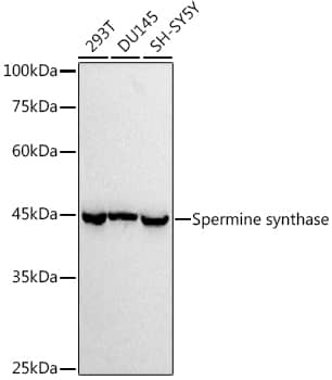 Western Blot: Spermine synthase Antibody (1U7C7) [NBP3-33548] - Western blot analysis of various lysates using  at 1:1000 dilution.Secondary antibody: HRP-conjugated Goat anti-Rabbit IgG (H+L) at 1:10000 dilution.Lysates/proteins: 25μg per lane.Blocking buffer: 3% nonfat dry milk in TBST.Detection: ECL Basic Kit.Exposure time: 10s.