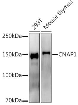 Western Blot: CNAP1 Antibody (5E0Q9) [NBP3-33550] - Western blot analysis of various lysates, using  at 1:1000 dilution.Secondary antibody: HRP-conjugated Goat anti-Rabbit IgG (H+L) at 1:10000 dilution.Lysates/proteins: 25μg per lane.Blocking buffer: 3% nonfat dry milk in TBST.Detection: ECL Enhanced Kit.Exposure time: 180s.