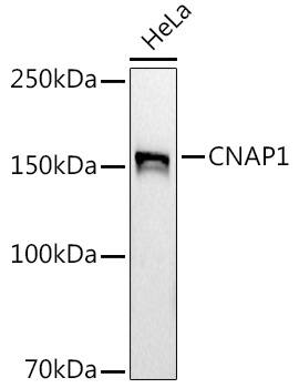 Western Blot: CNAP1 Antibody (5E0Q9) [NBP3-33550] - Western blot analysis of lysates from HeLa cells, using  at 1:1000 dilution.Secondary antibody: HRP-conjugated Goat anti-Rabbit IgG (H+L) at 1:10000 dilution.Lysates/proteins: 25μg per lane.Blocking buffer: 3% nonfat dry milk in TBST.Detection: ECL Basic Kit.Exposure time: 180s.