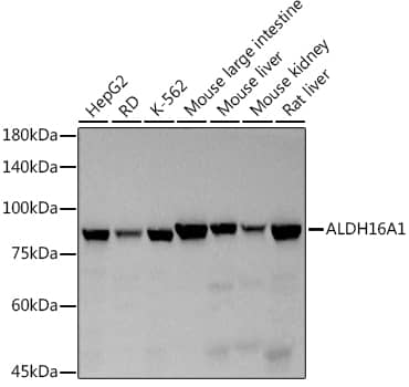 Western Blot: ALDH16A1 Antibody (7S1P3) [NBP3-33551] - Western blot analysis of various lysates using  at 1:500 dilution.Secondary antibody: HRP-conjugated Goat anti-Rabbit IgG (H+L) at 1:10000 dilution.Lysates/proteins: 25μg per lane.Blocking buffer: 3% nonfat dry milk in TBST.Detection: ECL Basic Kit.Exposure time: 3s.