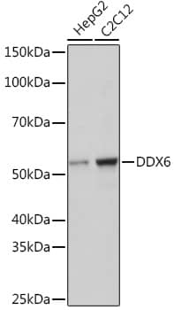 Western Blot: DDX6 Antibody (6F9I6) [NBP3-33553] - Western blot analysis of various lysates using DDX6 Rabbit mAb at 1:1000 dilution.Secondary antibody: HRP-conjugated Goat anti-Rabbit IgG (H+L) at 1:10000 dilution.Lysates/proteins: 25ug per lane.Blocking buffer: 3% nonfat dry milk in TBST.Detection: ECL Basic Kit.Exposure time: 1s.