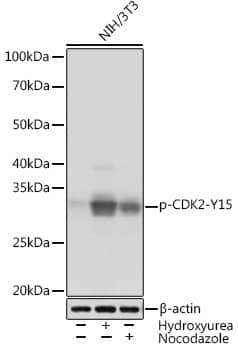Western Blot: CDK2 [p Tyr15] Antibody (7Z5H5) [NBP3-33556] - Western blot analysis of lysates from NIH/3T3 cells, using CDK2 Rabbit mAb at 1:1000 dilution. NIH/3T3 cells were treated by Hydroxyurea (4 Mm) at 37C for 20 hours or treated by Nocodazole (100 ng/mL) at 37C for 24 hours.Secondary antibody: HRP-conjugated Goat anti-Rabbit IgG (H+L) at 1:10000 dilution.Lysates/proteins: 25ug per lane.Blocking buffer: 3% BSA.Detection: ECL Basic Kit.Exposure time: 3s.