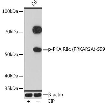 Western Blot: PKA R2 [p Ser99] Antibody (8K9F9) [NBP3-33558] - Western blot analysis of lysates from C6 cells, using PKA R2(PRKAR2A)-S99 Rabbit mAb at 1:1000 dilution. C6 cells were treated by CIP(20uL/400ul) at 37C for 1 hour.Secondary antibody: HRP-conjugated Goat anti-Rabbit IgG (H+L) at 1:10000 dilution.Lysates/proteins: 25ug per lane.Blocking buffer: 3% BSA.Detection: ECL Basic Kit.Exposure time: 3min.