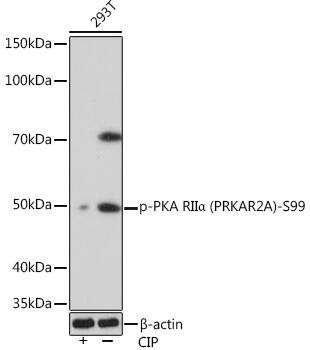 Western Blot: PKA R2 [p Ser99] Antibody (8K9F9) [NBP3-33558] - Western blot analysis of lysates from 293T cells, using PKA R2(PRKAR2A)-S99 Rabbit mAb at 1:1000 dilution. 293T cells were treated by CIP(20uL/400ul) at 37C for 1 hour.Secondary antibody: HRP-conjugated Goat anti-Rabbit IgG (H+L) at 1:10000 dilution.Lysates/proteins: 25ug per lane.Blocking buffer: 3% BSA.Detection: ECL Basic Kit.Exposure time: 90s.