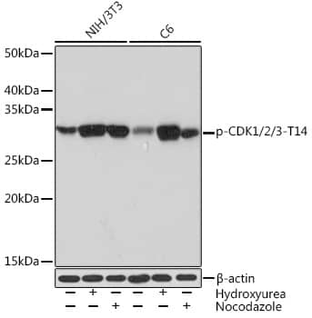 Western Blot CDK1/2/3 [p Thr14] Antibody (4I9L3)