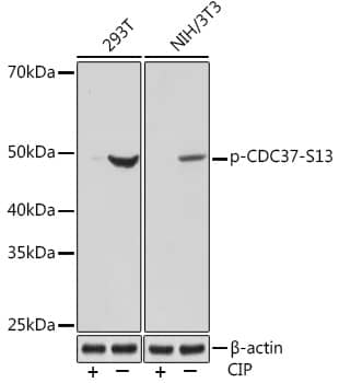 Western Blot: CDC37 [p Ser13] Antibody (5P8B2) [NBP3-33562] - Western blot analysis of various lysates using CDC37 Rabbit mAb at 1:1000 dilution. Both 293T cells and NIH/3T3 cells were treated by CIP(20uL/400ul) at 37C for 1 hour.Secondary antibody: HRP-conjugated Goat anti-Rabbit IgG (H+L) at 1:10000 dilution.Lysates/proteins: 25ug per lane.Blocking buffer: 3% BSA.Detection: ECL Basic Kit.Exposure time: 10s.