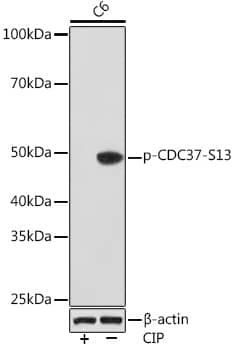 Western Blot: CDC37 [p Ser13] Antibody (5P8B2) [NBP3-33562] - Western blot analysis of lysates from C6 cells, using CDC37 Rabbit mAb at 1:1000 dilution. C6 cells were treated by CIP(20uL/400ul) at 37C for 1 hour.Secondary antibody: HRP-conjugated Goat anti-Rabbit IgG (H+L) at 1:10000 dilution.Lysates/proteins: 25ug per lane.Blocking buffer: 3% BSA.Detection: ECL Basic Kit.Exposure time: 3min.