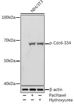 Western Blot: Cdc6 [p Ser54] Antibody (0K9Y2) [NBP3-33563] - Western blot analysis of lysates from NIH/3T3 cells, using Cdc6 Rabbit mAb at 1:1000 dilution. NIH/3T3 cells were treated by Paclitaxel (1 uM) at 37C for 20 hours. NIH/3T3 cells were treated by Hydroxyurea (4 mM) at 37C for 20 hours.Secondary antibody: HRP-conjugated Goat anti-Rabbit IgG (H+L) at 1:10000 dilution.Lysates/proteins: 25ug per lane.Blocking buffer: 3% BSA.Detection: ECL Basic Kit.Exposure time: 5s.