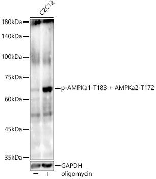 Western Blot: AMPK alpha 1/2 [p Thr172, p Thr183] Antibody (6U6K3) [NBP3-33569] - Western blot analysis of lysates from C2C12 cells, using AMPK alpha 1/2 Rabbit mAb at1:1000 dilution. C2C12 cells were treated by oligomycin (0. 5 uM) at 37C for 30 minutes.Secondary antibody: HRP-conjugated Goat anti-Rabbit IgG (H+L) at 1:10000 dilution.Lysates/proteins: 25ug per lane.Blocking buffer: 3% nonfat dry milk in TBST.Detection: ECL Basic Kit.Exposure time: 180s.