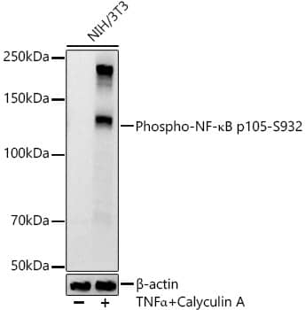 Western Blot: NFkB p105/p50 [p Ser932] Antibody (8B9G6) [NBP3-33571] - Western blot analysis of various lysates, using NFkB p105/p50 Rabbit mAb at1:2000 dilution. NIH/3T3 cells were treated by TNF-alpha (20 ng/ml) and Calyculin A (100 nM) at 37C for 10 minutes.Secondary antibody: HRP-conjugated Goat anti-Rabbit IgG (H+L) at 1:10000 dilution.Lysates/proteins: 25ug per lane.Blocking buffer: 3% nonfat dry milk in TBST.Detection: ECL Basic Kit.Exposure time: 60s.