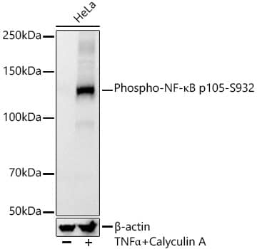 Western Blot: NFkB p105/p50 [p Ser932] Antibody (8B9G6) [NBP3-33571] - Western blot analysis of various lysates, using NFkB p105/p50 Rabbit mAb at1:2000 dilution. HeLa cells were treated by TNF-alpha (20 ng/ml) and Calyculin A (100 nM) at 37C for 10 minutes.Secondary antibody: HRP-conjugated Goat anti-Rabbit IgG (H+L) at 1:10000 dilution.Lysates/proteins: 25ug per lane.Blocking buffer: 3% nonfat dry milk in TBST.Detection: ECL Basic Kit.Exposure time: 30s.