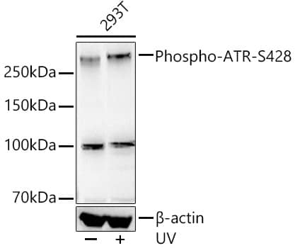 Western Blot: ATR [p Ser428] Antibody (7F9W10) [NBP3-33572] - Western blot analysis of various lysates, using ATR Rabbit mAb at1:2000 dilution. 293T cells were treated by UV at room temperature for 15-30 minutes.Secondary antibody: HRP-conjugated Goat anti-Rabbit IgG (H+L) at 1:10000 dilution.Lysates/proteins: 25ug per lane.Blocking buffer: 3% nonfat dry milk in TBST.Detection: ECL Basic Kit.Exposure time: 90s.