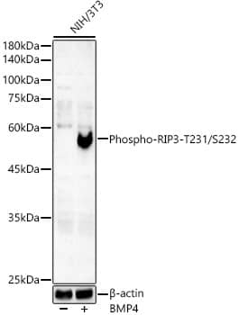Western Blot: Smad5 [p Ser465] Antibody (2Q7T2) [NBP3-33574] - Western blot analysis of lysates from NIH/3T3 cells, using Smad5 Rabbit mAb at 1:2000 dilution. NIH/3T3 cells were treated by BMP4(50ng/ml) at 37C for 6 hours.Secondary antibody: HRP-conjugated Goat anti-Rabbit IgG (H+L) at 1:10000 dilution.Lysates/proteins: 25ug per lane.Blocking buffer: 3% nonfat dry milk in TBST.Detection: ECL Basic Kit.Exposure time: 180s.