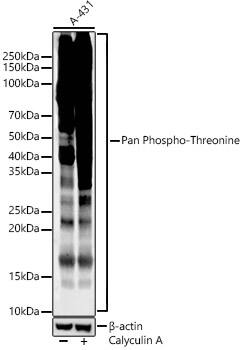 Western Blot: Phosphothreonine Antibody (6K2H0) [NBP3-33576] - Western blot analysis of lysates from A-431, using Phosphothreonine Rabbit mAb at 1:1000 dilution. A 431 treated by Calyculin A (100 nM) at 37C for 30 minutes after serum-starvation overnight.Secondary antibody: HRP-conjugated Goat anti-Rabbit IgG (H+L) at 1:10000 dilution.Lysates/proteins: 25ug per lane.Blocking buffer: 3% nonfat dry milk in TBST.Detection: ECL Enhanced Kit.Exposure time: 60s.