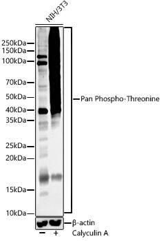 Western Blot: Phosphothreonine Antibody (6K2H0) [NBP3-33576] - Western blot analysis of lysates from NIH 3T3 or NIH 3T3 treat with Calyculin A, using Phosphothreonine Rabbit mAb at 1:1000 dilution. NIH/3T3 cells were treated by Calyculin A (100 nM) at 37C for 30 minutes after serum-starvation overnight.Secondary antibody: HRP-conjugated Goat anti-Rabbit IgG (H+L) at 1:10000 dilution.Lysates/proteins: 25ug per lane.Blocking buffer: 3% nonfat dry milk in TBST.Detection: ECL Enhanced Kit.Exposure time: 60s.