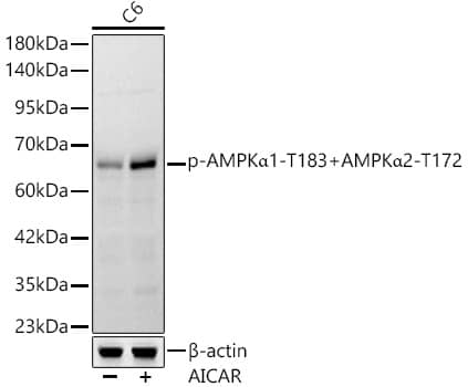 Western Blot: AMPK alpha 1/2 [p Thr172, p Thr183] Antibody (2O0P9) [NBP3-33579] - Western blot analysis of lysates from C6 cells, using AMPK alpha 1/2 Rabbit mAb at 1:1000 dilution. C6 cells were treated by AICAR (0. 5 mM) at 37C for 30 minutes after serum-starvation overnight.Secondary antibody: HRP-conjugated Goat anti-Rabbit IgG (H+L) at 1:10000 dilution.Lysates/proteins: 25ug per lane.Blocking buffer: 3% nonfat dry milk in TBST.Detection: ECL Basic Kit.Exposure time: 30s.