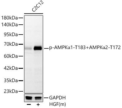 Western Blot: AMPK alpha 1/2 [p Thr172, p Thr183] Antibody (2O0P9) [NBP3-33579] - Western blot analysis of lysates from C2C12 cells, using AMPK alpha 1/2 Rabbit mAb at 1:1000 dilution. C2C12 cells were treated by mHGF(50ng/uL).Secondary antibody: HRP-conjugated Goat anti-Rabbit IgG (H+L) at 1:10000 dilution.Lysates/proteins: 25ug per lane.Blocking buffer: 3% nonfat dry milk in TBST.Detection: ECL Basic Kit.Exposure time: 30s.