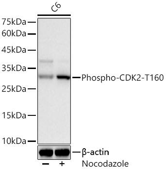 Western Blot: CDK2 [p Thr160] Antibody (ARC57166) [NBP3-33582] - Western Blot analysis of lysates from C6 cells using Phospho-CDK2-T160 Rabbit mAb at 1:1000 dilution. C6 cells were treated by Nocodazole (10ng/ml).Secondary antibody:HRP Goat Anti-Rabbit IgG (H+L) at 1:10000 dilution.Lysates/proteins: 25 ug per lane.Blocking buffer: 3% nonfat dry milk in TBST.Detection: ECL Basic Kit.Exposure time: 60s.